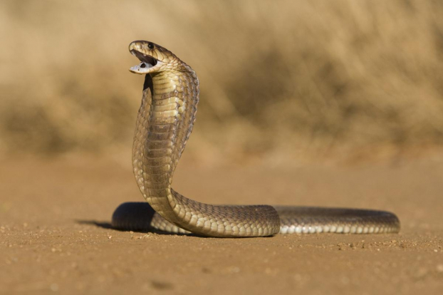 Cuộc đi săn đáng sợ của rắn hổ mang: Chỉ mất vài giây để hạ gục rắn chuột 0