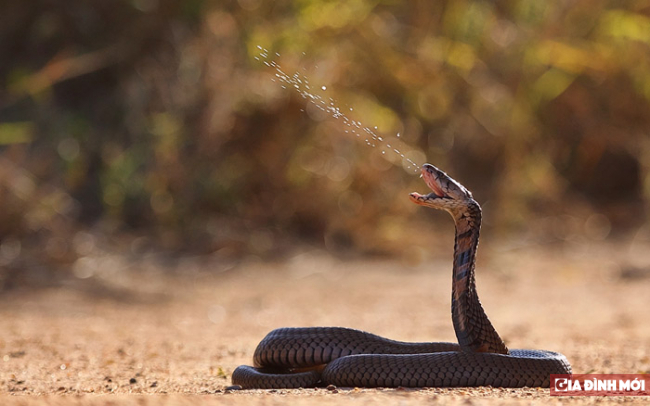 Cuộc đi săn đáng sợ của rắn hổ mang: Chỉ mất vài giây để hạ gục rắn chuột 1