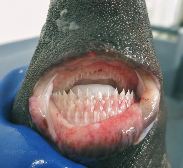   Một loài cá nào đó có tới vài hàng răng.  