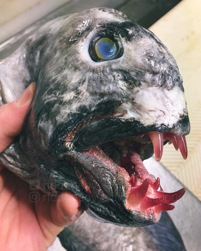   Con vật này có tên khá bắt tai: Cá sói thây ma (Wolffish Zombie) với bộ răng màu đỏ như máu.  