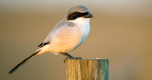 Loài chim dễ thương có sở thích cực kỳ kinh dị: Ghim xác con mồi lên cây gai 1