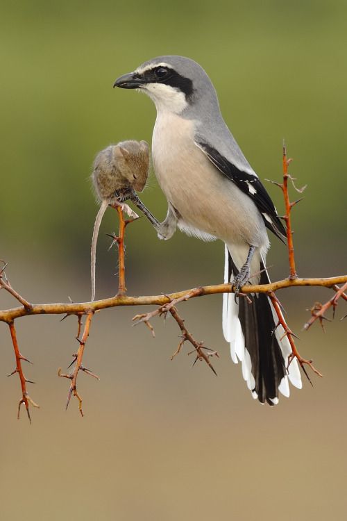 Loài chim dễ thương có sở thích cực kỳ kinh dị: Ghim xác con mồi lên cây gai 3