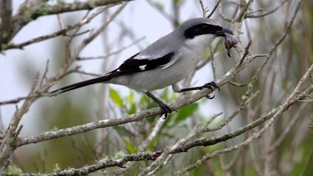 Loài chim dễ thương có sở thích cực kỳ kinh dị: Ghim xác con mồi lên cây gai 0