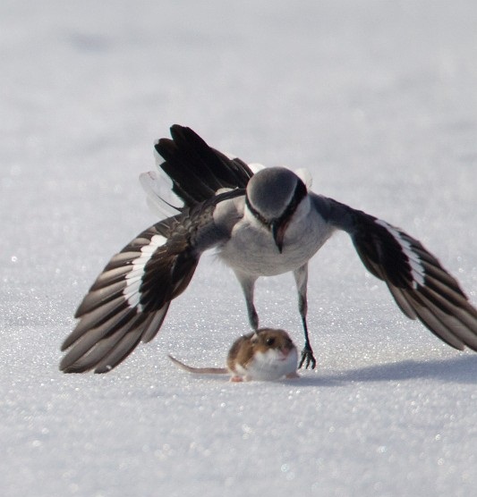 Loài chim dễ thương có sở thích cực kỳ kinh dị: Ghim xác con mồi lên cây gai 2