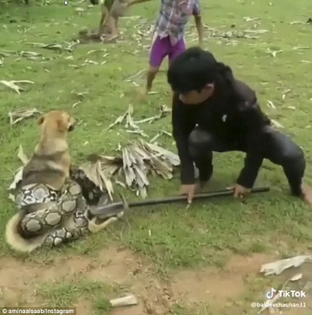 Ba cậu bé liều mình giải cứu chú chó bị trăn khổng lồ siết chặt không buông 0