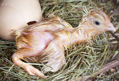   Hình ảnh gà con mới sinh - Ảnh: Internet  