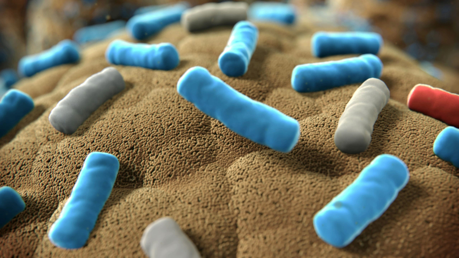 Những điều ít biết về hàm lượng chủng vi khuẩn trong men vi sinh 1