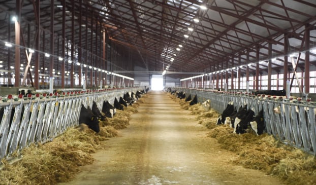   Trang trại bò sữa của TH tại Nga  