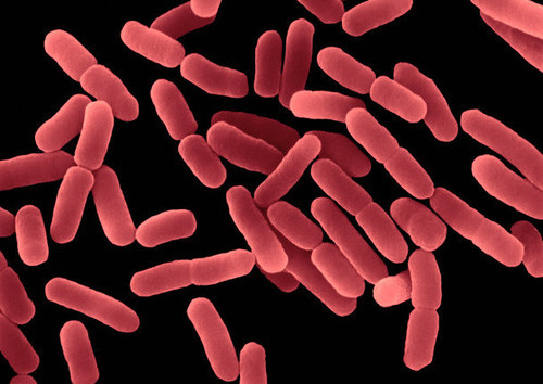 Bào tử lợi khuẩn – Đột phá mới trong ngành men vi sinh 0