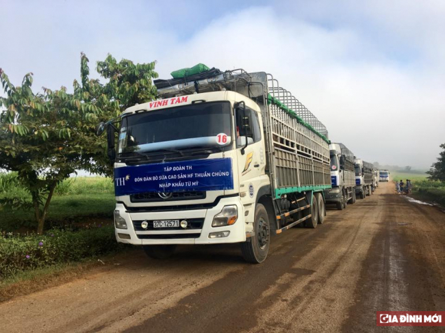   Sáng ngày 15/10, những chuyến xe cuối cùng chở đàn bò gần 1.800 con đã về đến trang trại TH  