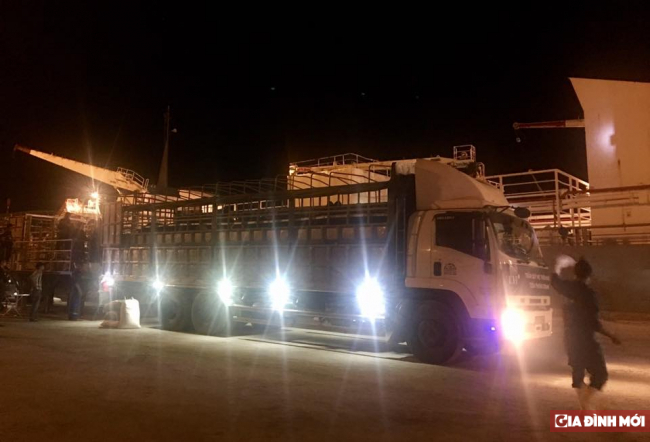   Chuyến xe chở những con bò sữa đầu tiên rời cảng Cửa Lò về trang trại TH  