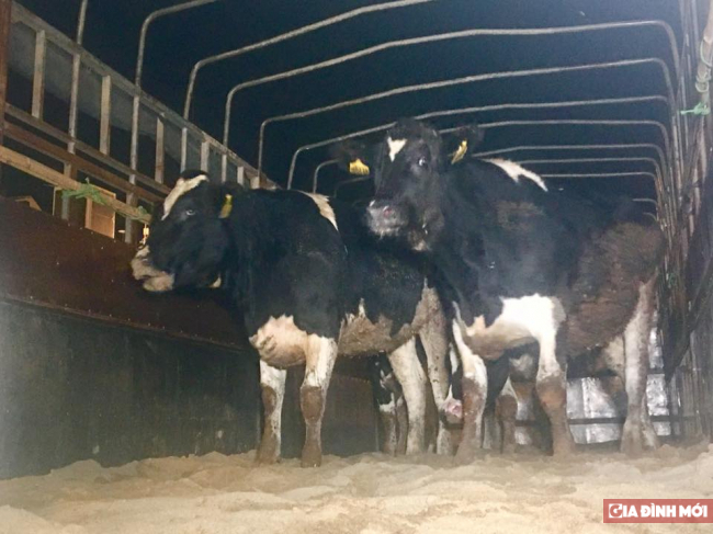   Giống bò sữa cao sản thuần chủng Holstein Friesian (HF) từ Mỹ có thể cho sản lượng sữa đạt 12.000 lít/con/chu kỳ  