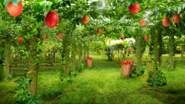   Gấc – loại quả phổ biến ở Đông Nam Á - chứa hàm lượng Lycopen cao gấp 70 lần cà chua  