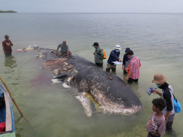   Chú cá voi chết ở Indonesia (Nguồn: Kartika Sumolang/ Reuters)  