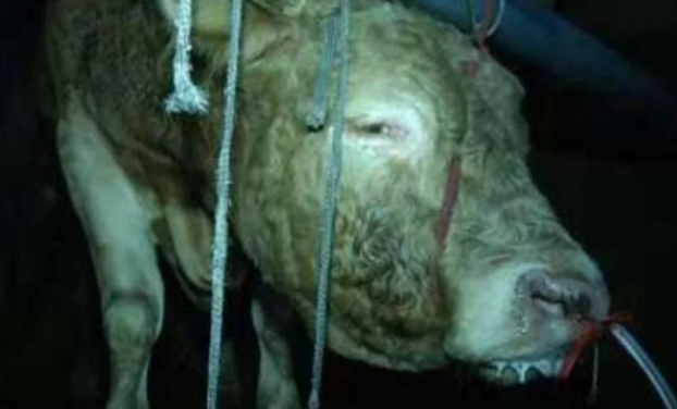 Trung Quốc: Bơm nước vào bò liên tục 12 tiếng đồng hồ để tăng trọng lượng trước khi bán 0