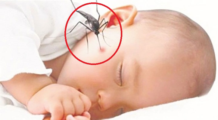 Cách phòng bệnh sốt xuất huyết tốt nhất là diệt muỗi
