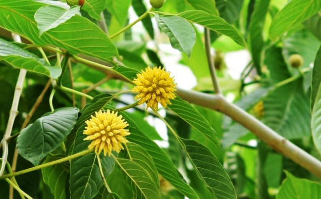 Cây Kratom, một loài thực vật thuộc họ cây cà phê có chứa hoạt chất gây nghiện được sử dụng để sản xuất thực phẩm chức năng