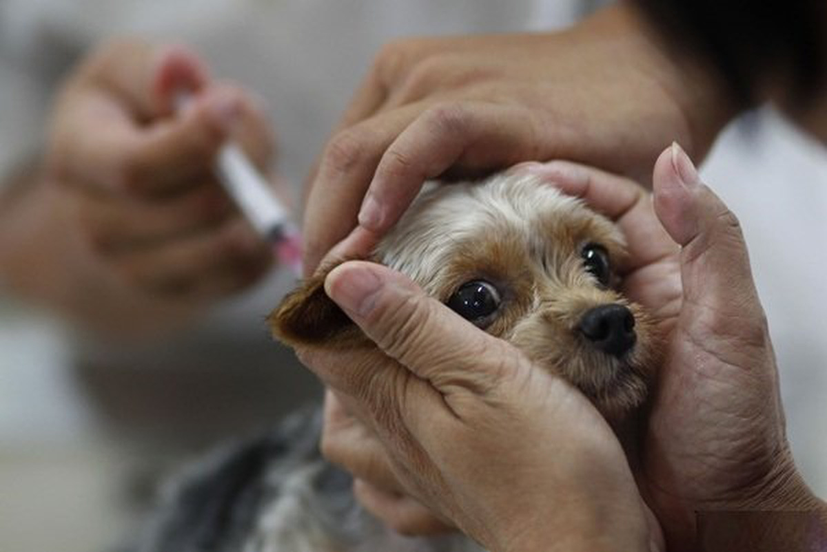 Tiêm phòng vắc-xin cho chó, mèo nuôi để phòng ngừa bệnh dại