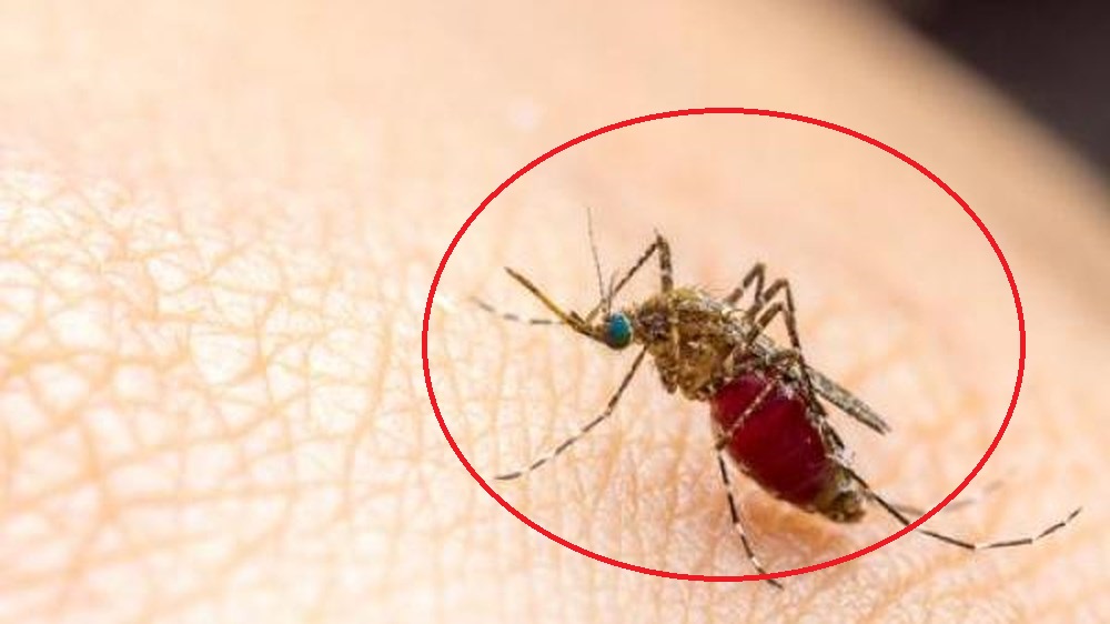 Thời tiết mùa hè là điều kiện thuận lợi cho muỗi truyền bệnh sốt xuất huyết phát triển. Ảnh minh họa