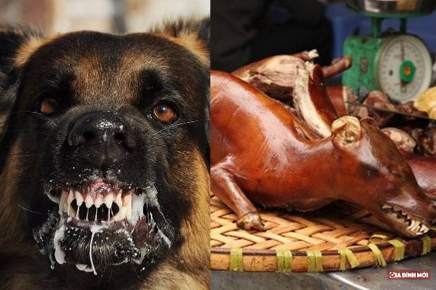   Thịt chó khi được nấu chín thì virus dại đã bị tiêu diệt nên không thể gây bệnh cho người ăn, nhưng bệnh có thể lây truyền khi giết mổ, chế biến thịt chó sống. Ảnh minh họa  