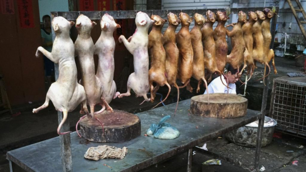   Thịt chó chưa nấu chín kỹ, dao thớt mổ thịt chó không sạch sẽ có thể gây bệnh dại cho người ăn. Ảnh minh họa  