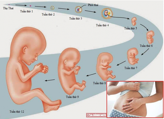   Thời kì 3 tháng đầu của thai kỳ là giai đoạn hình thành phôi và biệt hóa các tổ chức, cơ quan trong cơ thể. Ảnh minh họa  