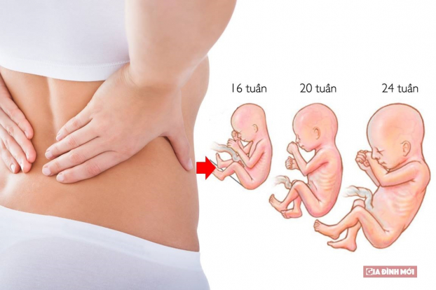   Trong 3 tháng giữa thai nhi phát triển nhanh, bình quân thể trọng mỗi ngày tăng 10g. Ảnh minh họa  