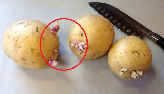   Ăn nhiều khoai tây mọc mầm có thể tử vong vì ngộ độc chất solanin có trong mầm khoai. Ảnh minh họa  