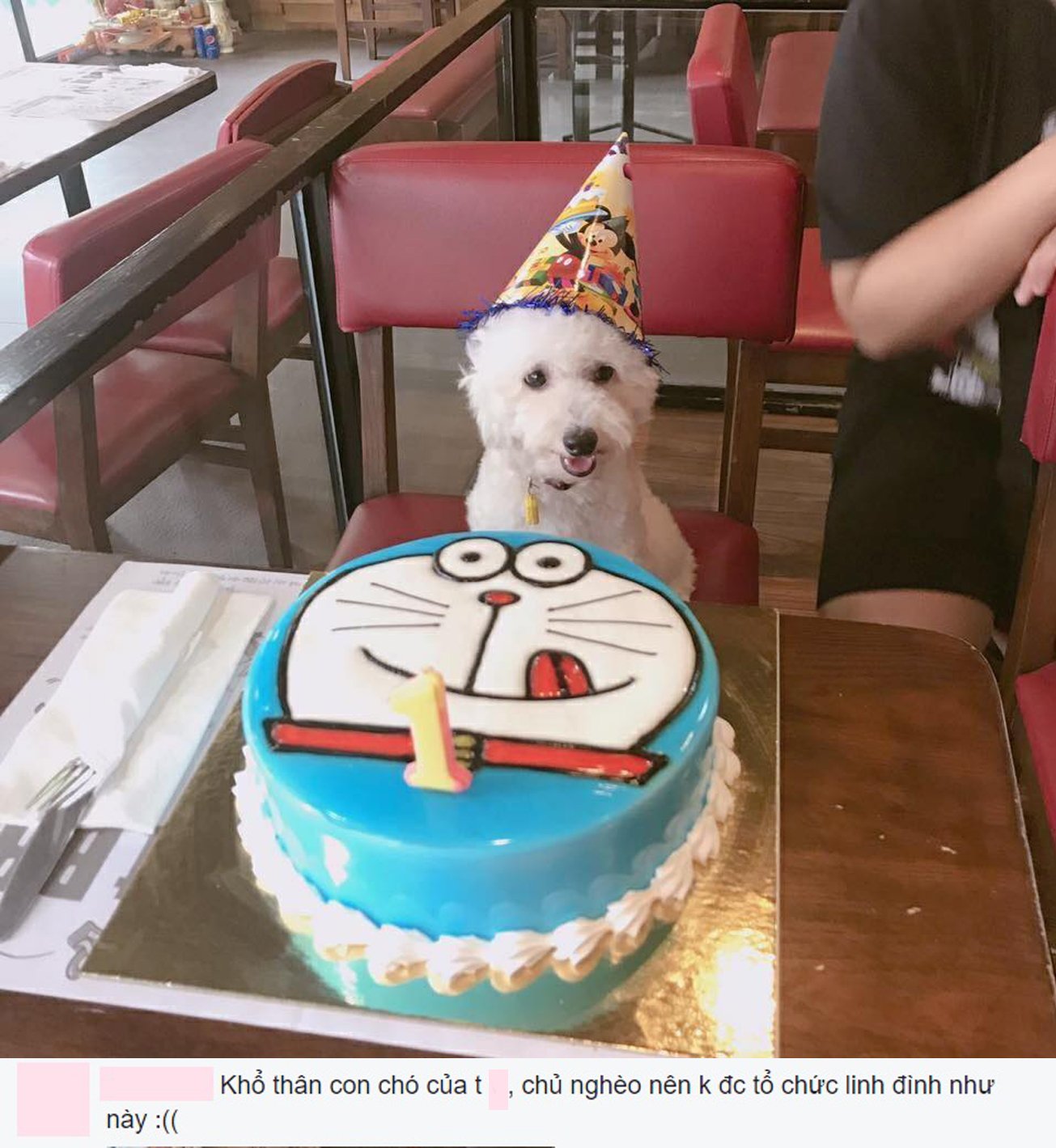 Chú chó 2 tuổi được tổ chức sinh nhật hoành tráng dân mạng phát hờn Sướng  hơn cả người