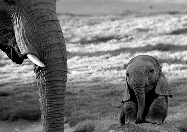 Chú voi tai cụp không thể dễ thương hơn