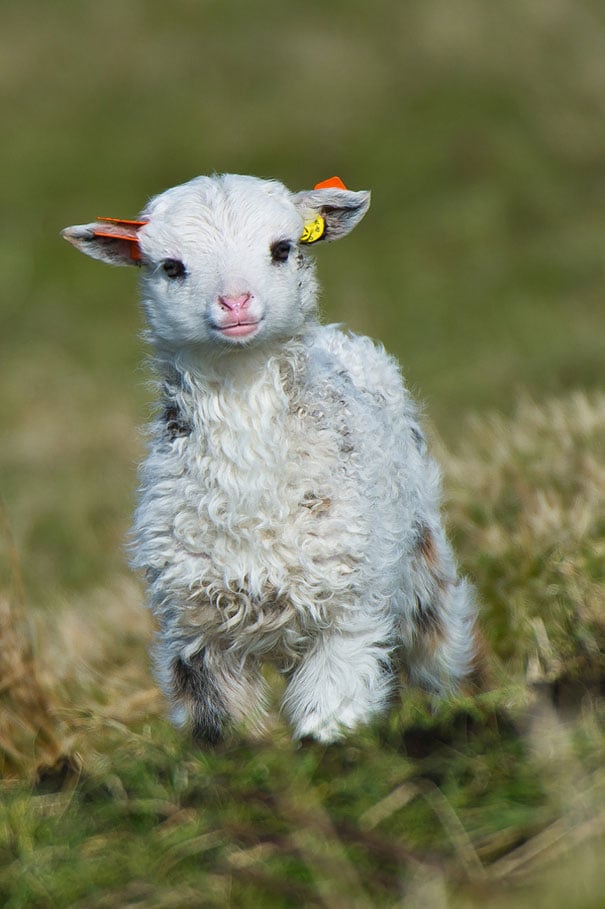 Trong danh sách những loài vật đáng yêu nhất, chắc chắn không thể thiếu những chú cừu rồi