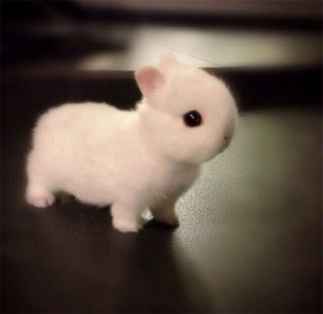 Một chú thỏ tròn như cục bông