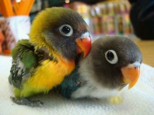 Những chú vẹt con cũng rất đáng yêu!