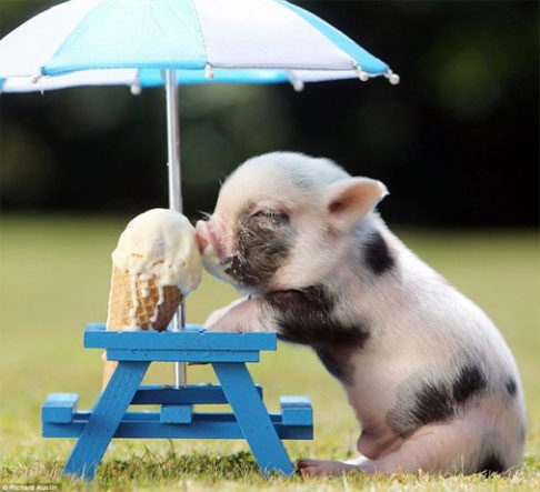 Chú lợn con hào hứng khi lần đầu nếm thử vị mát lạnh của kem
