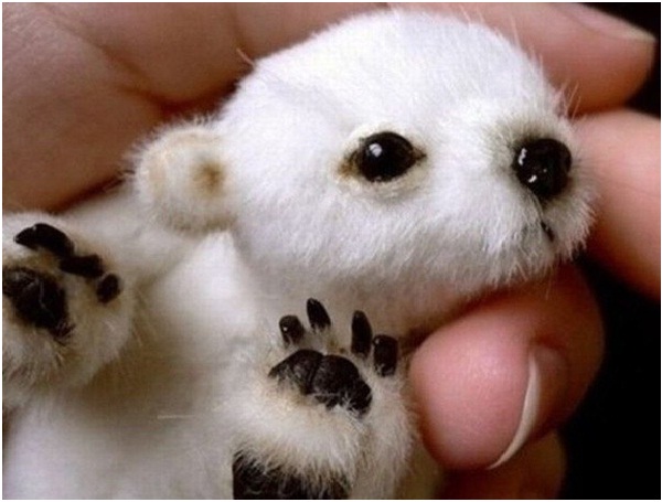 Chú gấu Bắc cực nhỏ xíu lọt thỏm trong lòng bàn tay