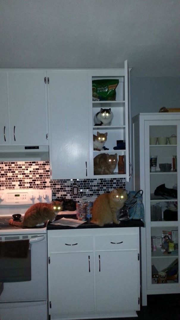 Khi các boss mèo đã liên minh thì dù có để đồ ở ngăn cao nhất cũng vô ích