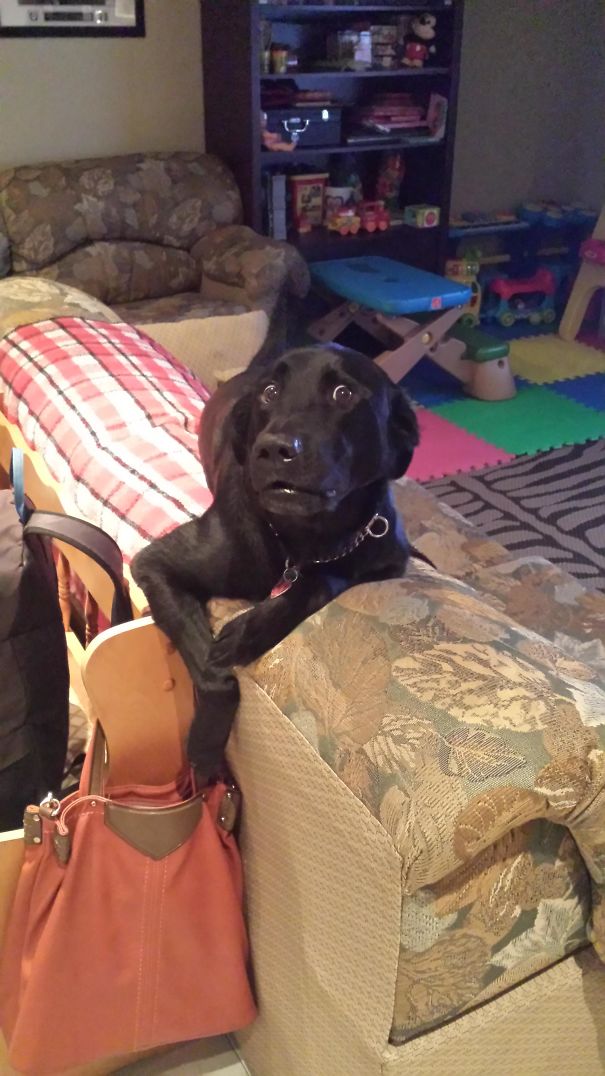 Biểu cảm 'Toi rồi' của chú chó khi bị bắt quả tang đang định thò vào túi của mẹ