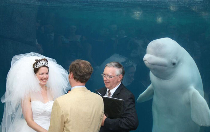 Dường như các chú cá voi trắng rất thích tham dự đám cưới