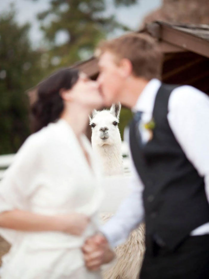 Khi nhiếp ảnh gia focus nhầm nhưng lại bắt được gương mặt với biểu cảm đáng yêu của chú lạc đà Llama