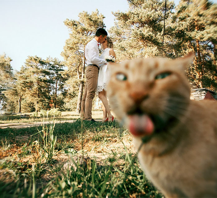'Lêu lêu' chú mèo nghịch ngợm quyết không cho nhiếp ảnh gia ghi lại khoảnh khắc thân mật của cặp đôi