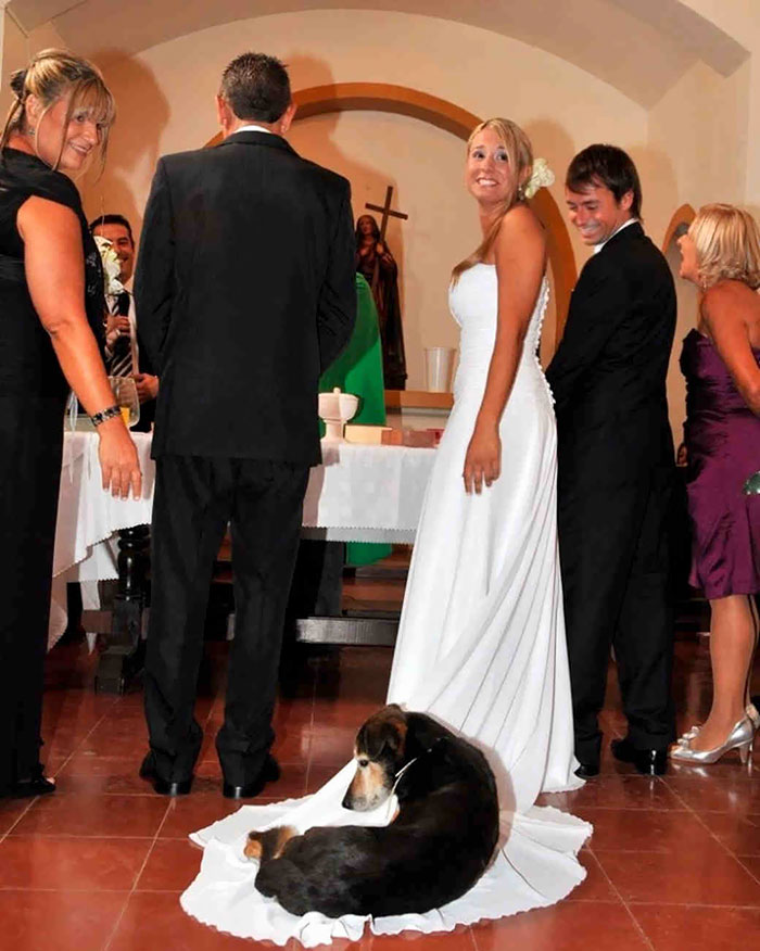 Khi chú cún cưng làm nũng nhất định đòi nằm lên váy của cô dâu và chẳng ai nỡ đuổi chú ra