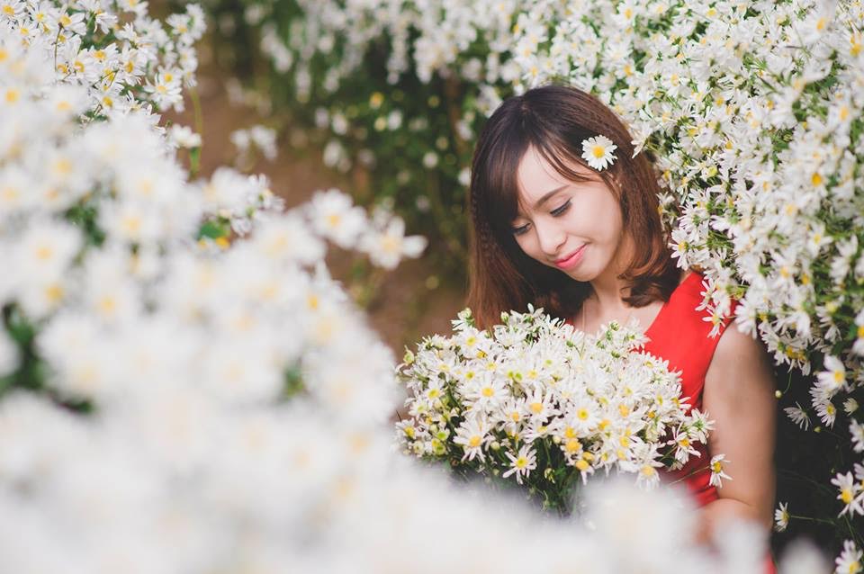 5 địa điểm chụp hoa cúc ở Hà Nội và cách tạo dáng chụp hoa cúc 'chuẩn không cần chỉnh'