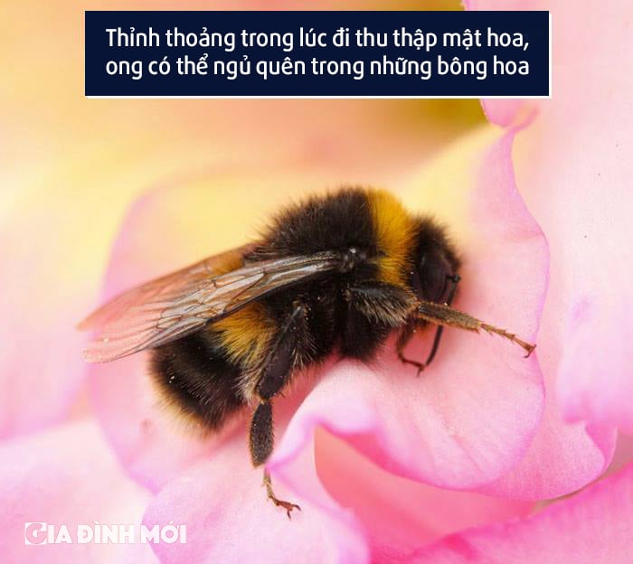 Những chú ong chăm chỉ cũng có vài khoảnh khắc lơ đễnh đáng yêu thế này đây