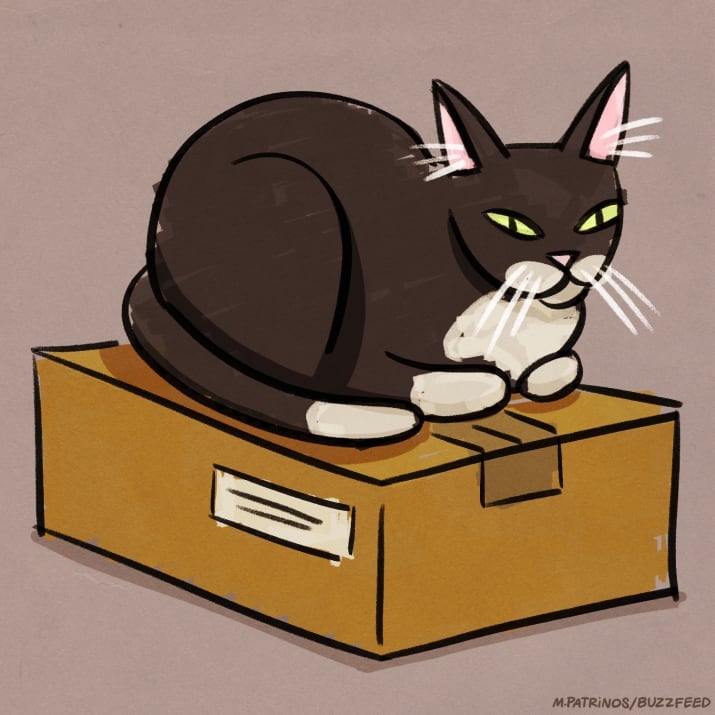 Không ai lý giải được vì sao tụi mèo lại thích hộp đến thế