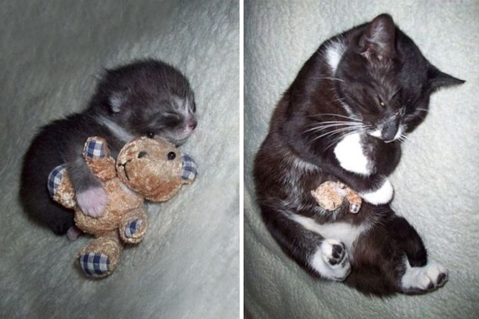 Dù đã to đến nỗi chú gấu trở nên lọt thỏm nhưng nàng mèo này vẫn thích ôm gấu đi ngủ như lúc bé