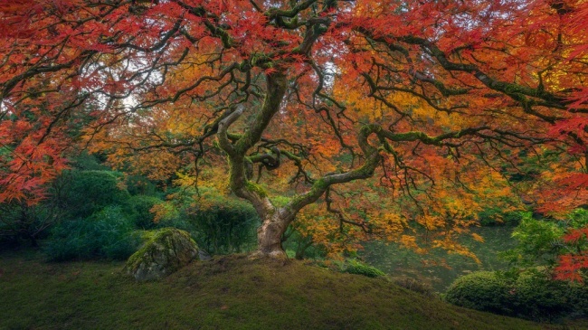 Bức ảnh ghi lại khoảnh khắc giao mùa tuyệt đẹp trong một khu vườn ở thành phố Portland (Mỹ)