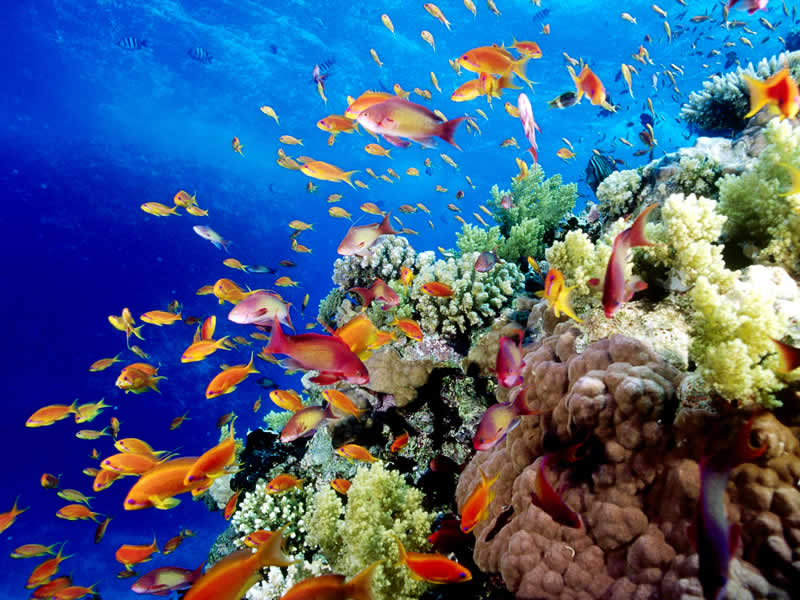 Các nhà khoa học từng dự đoán rằng quần thể san hô này có thể bị xóa sạch trong vòng 30 năm tới nếu các chỉ số về khí thải CO2 vẫn tiếp tục gia tăng. Do đó, thông tin về khả năng gây giống lại này là một tin đáng mừng không chỉ với người dân nước Úc mà còn với cả thế giới