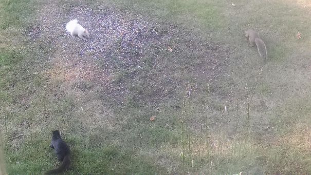 Bắt gặp cả ba chú sóc màu đen, xám và trắng trong vườn