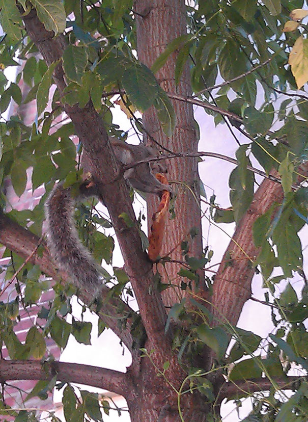 Một chú sóc đang ngồi trên cây 'đánh chén' Pizza