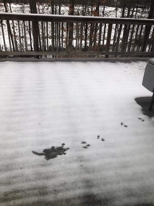 Một chú sóc tội nghiệp rơi từ trên mái nhà xuống 